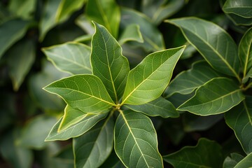 Poster - Close-up of fresh green Bay leaves plant with curled leaves in circular pattern. Blurred background highlights leaf details and vibrant color. Perfect for eco, nature, or wellness themes.