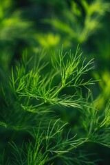 Poster - Green dill plants in spiral pattern on garden soil. Close-up view of fresh herbs with blurred natural background. Perfect for food, eco, and wellness concepts.