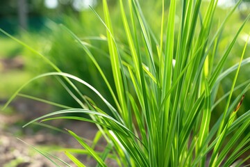 Poster - Vibrant green lemongrass plant with long thin leaves reaching out. Close up shot of fresh herb in garden setting. Perfect for eco and wellness themes, tech and innovation projects.