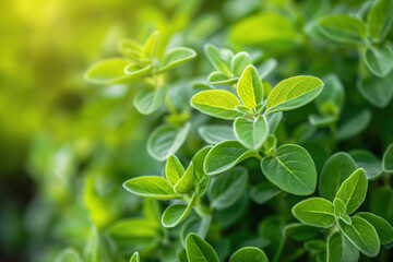 Poster - Close-up of green marjoram plant with vibrant leaves in circular pattern. Blurred background shows plant structure and texture. Suitable for eco-friendly, wellness, foodie themes.