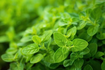 Poster - Close-up of lush green Marjoram plants with large leaves, in full bloom. Fresh herbs in garden setting. Greenery, foliage, botanical, plant life, nature, outdoors, garden, herb, leafy, verdant, flora.