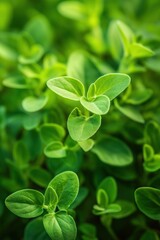 Poster - Fresh green Marjoram plant with curled leaves in a circular pattern. Close-up view of herb garden foliage from above. Natural beauty of botanicals and eco-friendly home decor inspiration.