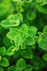 Poster - Close-up of fresh green oregano plant with vibrant leaves arranged in circular pattern. Image highlights intricate details and texture of herbs. Perfect for food, wellness, and eco-themed projects.