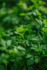 Poster - Fresh green parsley plant with vibrant leaves in garden setting. In focus with blurred background. Suitable for eco and wellness themes, food photography.