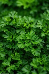 Poster - Fresh green parsley plant close up in garden. Densely packed leaves arranged circular pattern. Vibrant green color stands out blurred background. Food blog recipe illustration eco lifestyle.