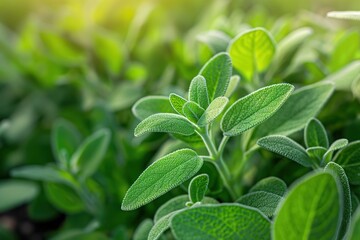 Poster - Close-up of fresh green sage plant with fan-like leaves in garden setting. Sunlight filters through leaves casting warm glow. Perfect for eco-friendly or wellness-themed projects.