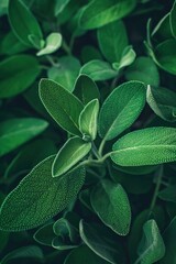 Poster - Sage plant close-up with vibrant green leaves in circular pattern. Leaves curled for dynamic effect. Dark green background contrasts with leaves. Fresh herb plant in garden.