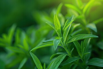 Poster - Fresh green Tarragon plant with vibrant leaves close up. Garden herb with depth perspective. Blurred background focuses on plant and leaves. Perfect for food, wellness, eco, and home decor use.