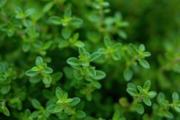 Poster - Close-up of thyme plant with curly leaves in lush green environment. Fresh herbs in garden setting. Plants and foliage surround the herb plant. Perfect for food, cooking, or wellness photography.