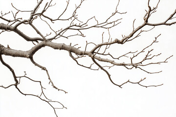 dry tree branches on a white background