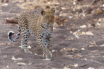 Wall Mural - leopard (panthera pardus) hunting in a dry riverbed in mashatu game reserve in the tuli block in bot