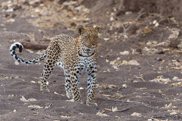 Wall Mural - leopard (panthera pardus) hunting in a dry riverbed in mashatu game reserve in the tuli block in bot