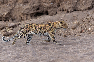 Wall Mural - leopard (panthera pardus) hunting in a dry riverbed in mashatu game reserve in the tuli block in bot