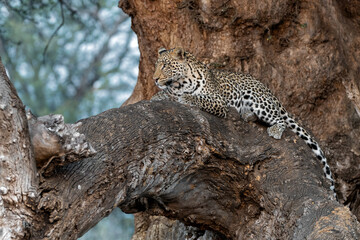 Wall Mural - leopard (panthera pardus) resting in a mashatu tree in the late afternoon in mashatu game reserve in