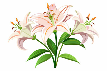  Lilium flowers on white background vector art illustration