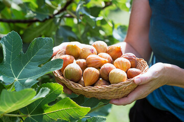 Poster - Figs harvest