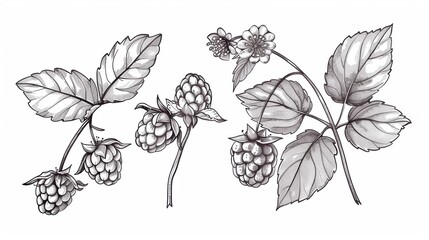 Sticker - Line sketch drawing of rasberry plant fruit