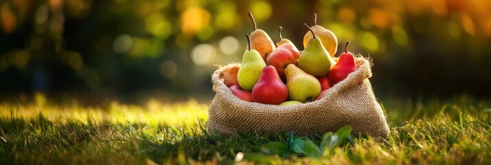 Fresh pear fruit in sack in orchard farm