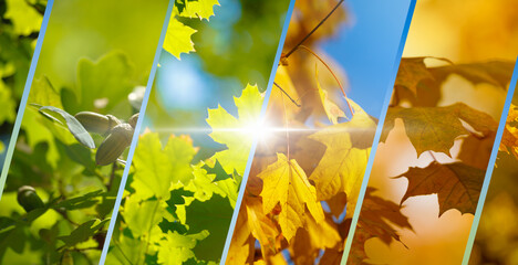 Wall Mural - transition from vibrant green leaves of summer to warm golden hues of sunny autumn. it visually symb