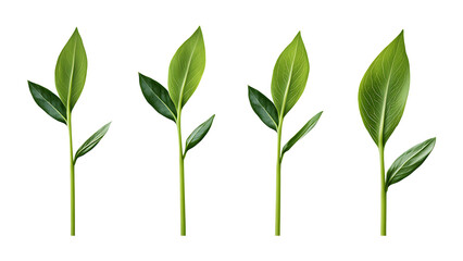 Four green leaf on a transparent background,Four Lily of the valley Leaf Isolated,Four Tropical Plant Leaves,leaf transparent png,Decoration work, green plants,Four green leafed plants, Ai