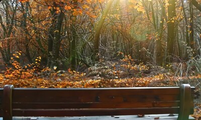 Wall Mural - Rustic wooden bench in an autumn forest, Video