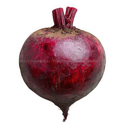 Wall Mural - beetroot isolated on a transparent background png file no background_1 png file