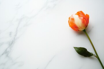Poster - A vibrant tulip lays gracefully on a smooth white marble, offering a tranquil and elegant minimalist aesthetic that captivates the viewer. Generative AI