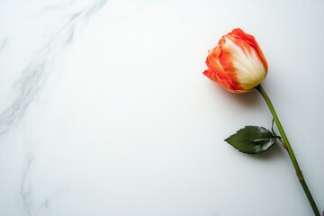Aufkleber - A vivid rose lies on a smooth white marble surface, showcasing its delicate petals and green leaves in a minimalist display. Generative AI