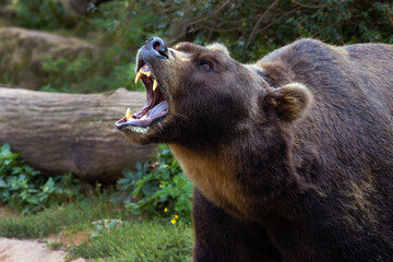 the kamchatka brown bear (ursus arctos beringianus), also known as the far eastern brown bear, portr