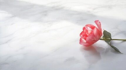 Poster - A delicate tulip lies on a smooth white marble surface, capturing the essence of simplicity and beauty in an uncluttered setting. Generative AI