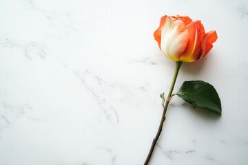 Poster - A vibrant tulip rests elegantly on a smooth white marble surface, showcasing its colors in a serene indoor atmosphere. Generative AI