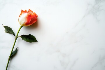 Aufkleber - A delicate stem of a rose lies on a smooth white marble surface, illuminated by soft natural light, showcasing its vibrant colors. Generative AI