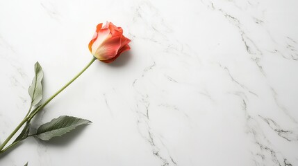 Wall Mural - A delicate rose rests on a polished white marble tabletop, showcasing its vibrant colors and smooth texture in a calm environment. Generative AI