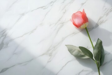 Poster - A simple tulip lies gently on a smooth white marble surface, highlighting its beauty in a tranquil and minimalist environment. Generative AI