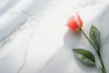 Poster - Delicate pink tulip rests on a pristine white marble countertop, showcasing its beauty in the gentle light of the surroundings. Generative AI