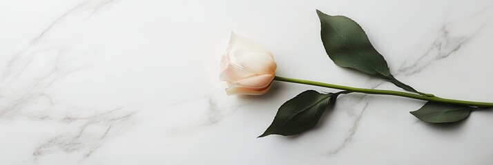 Wall Mural - A soft pink rose lies gently on a pristine white marble surface, showcasing the beauty of simplicity and elegance in design. Generative AI