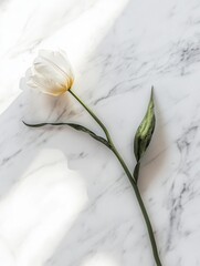Poster - A delicate white tulip rests elegantly on a smooth white marble surface, showcasing its beauty in soft, natural light. Generative AI