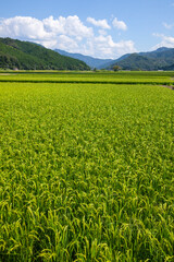 夏の田園風景 鳥取県 郡家町