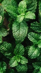 Fresh mint leaves close-up with natural texture