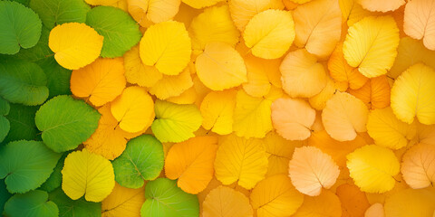Wall Mural - bright autumn leaves creating a colorful natural tapestry