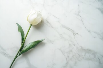 Aufkleber - A single white tulip lies elegantly on a pristine marble surface, highlighted by soft natural light that enhances its beauty. Generative AI