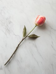 Canvas Print - A single pink tulip lies gracefully on a white marble surface, accentuated by gentle lighting that highlights its beauty. Generative AI