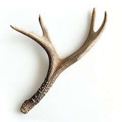 deer antler shedding on isolated white background