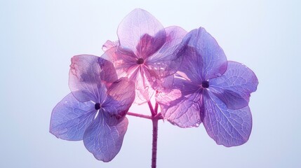 Wall Mural - A dramatic macro photograph of a Hydrangea Macrophylla flower, with its petals illuminated by a single spotlight