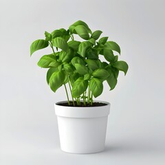 Basil Plant in White Pot on White Natural Image