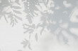 © merrymuuu - Leaf shadow and tree branch background, shadows overlay effect foliage mockup. Natural  tropical leaves tree branch dark shadow and light from sunlight dappled on white wall texture, shade wallpaper