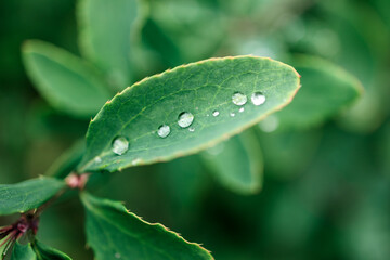 Wall Mural - A leaf with raindrops on it