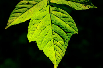 Wall Mural - A leaf is shown in a dark background