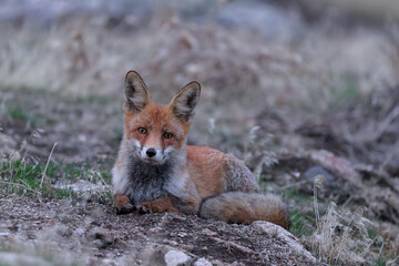 Retrato de un zorro en la Sierra de Guadarrama