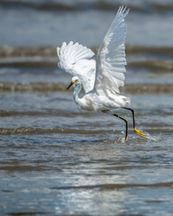 Wall Mural - snowy egret hunting for fish at low tide